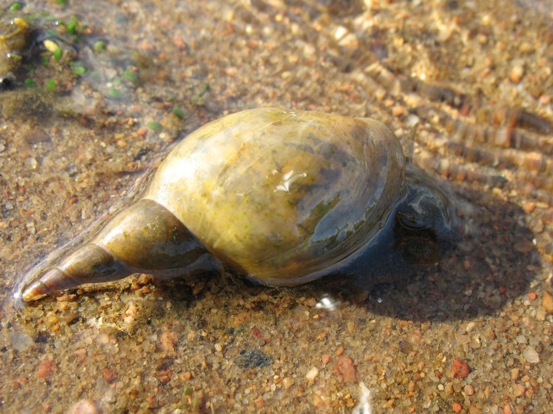 Водяная улитка прудовик