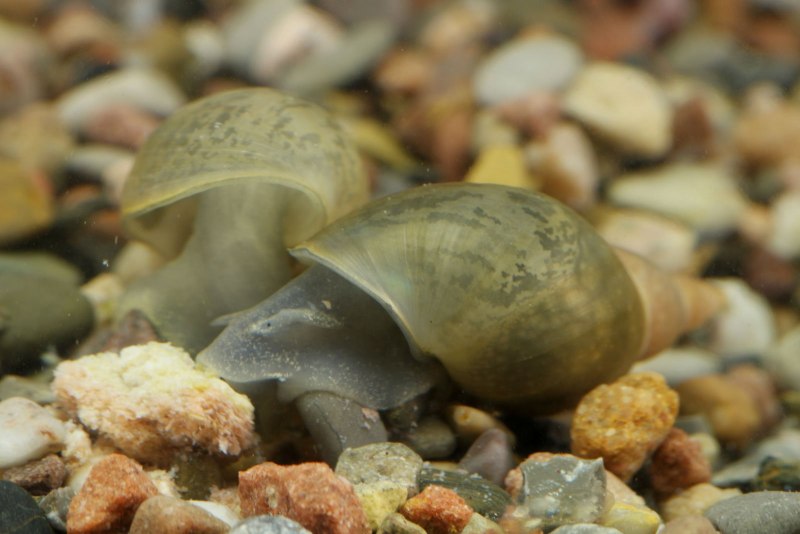 Роговая катушка – Planorbis corneus