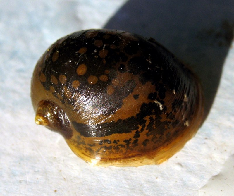 Обыкновенный прудовик (Lymnaea stagnalis)