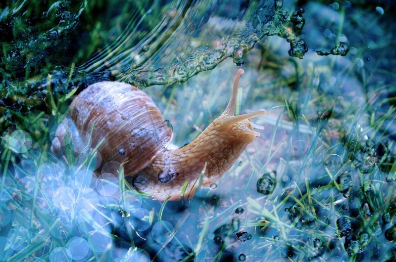 Обыкновенный прудовик (Lymnaea stagnalis)