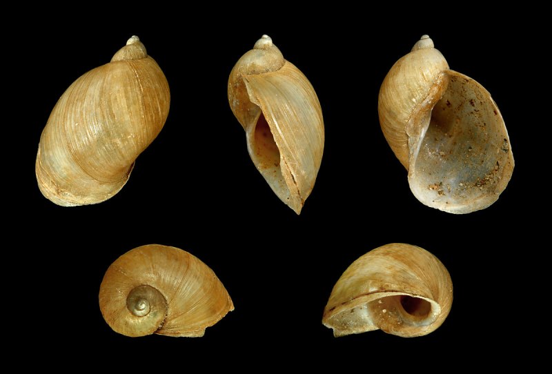 2) Роговая катушка Planorbarius corneus