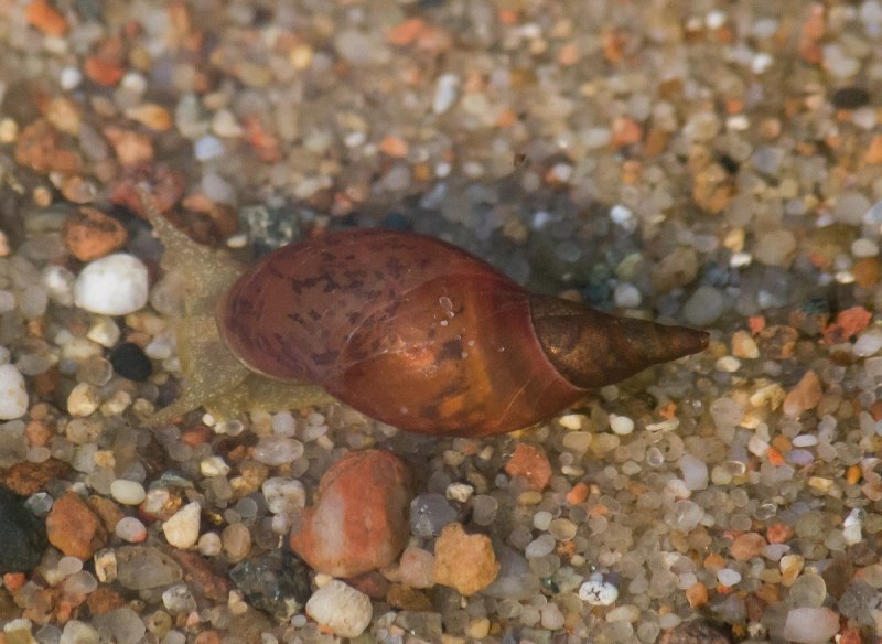 Lymnaea Auricularia