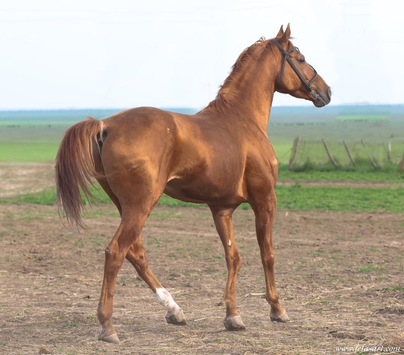 Ригорист Буденновский жеребец