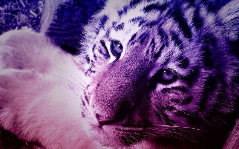 Lights for Tiger