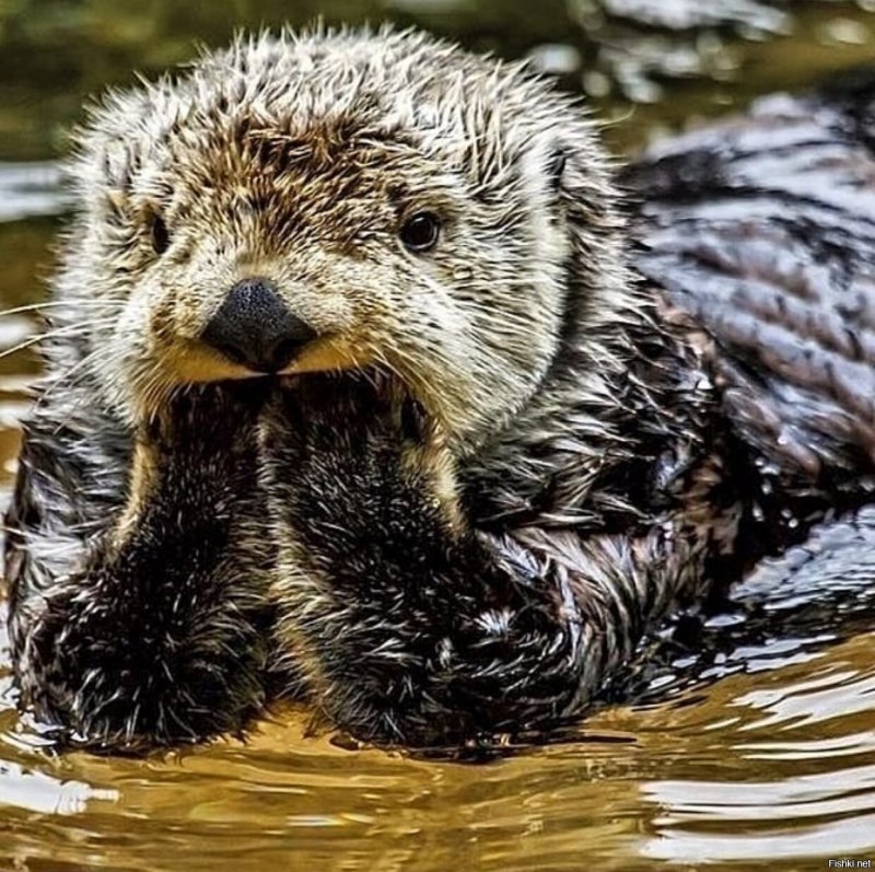 Smooth Coated Otter