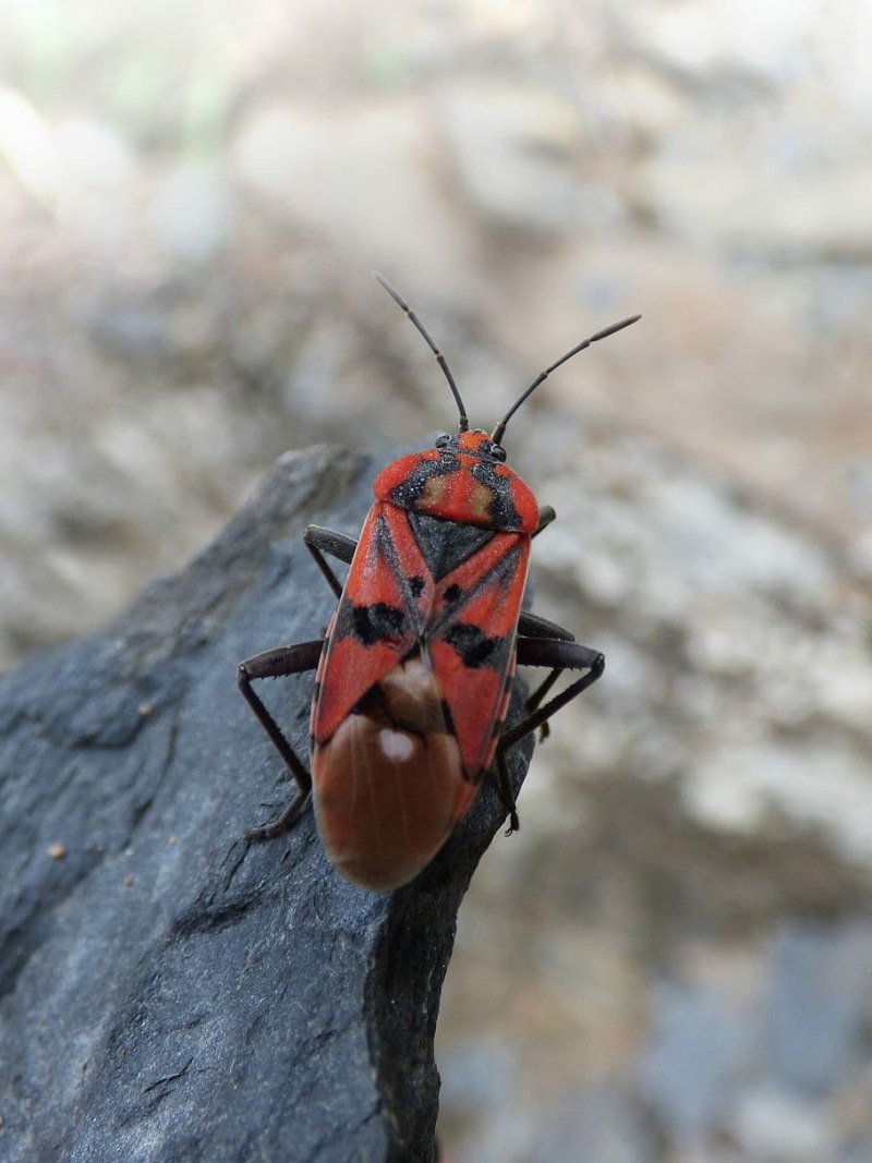 Клоп-солдатик Pyrrhocoris