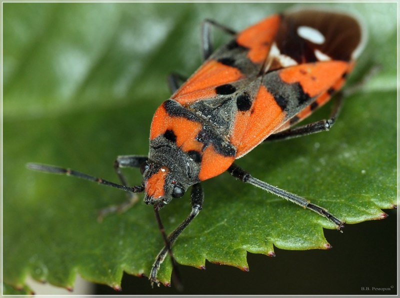 Клоп-солдатик – Pyrrhocoris apterus