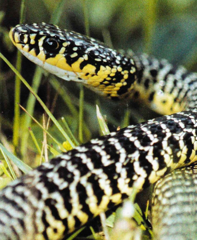 Тигровый уж Rhabdophis tigrinus