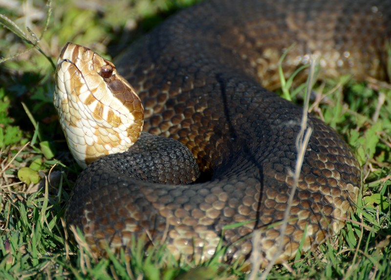 Rhabdophis tigrinus