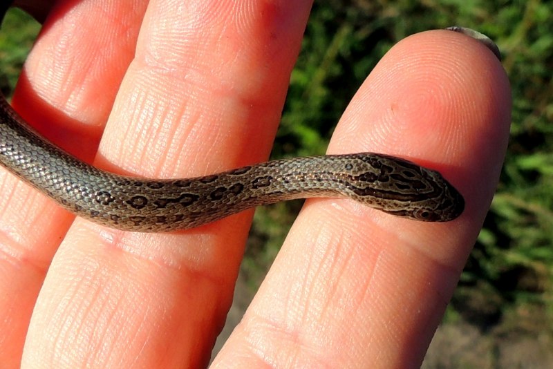 Agkistrodon piscivorus