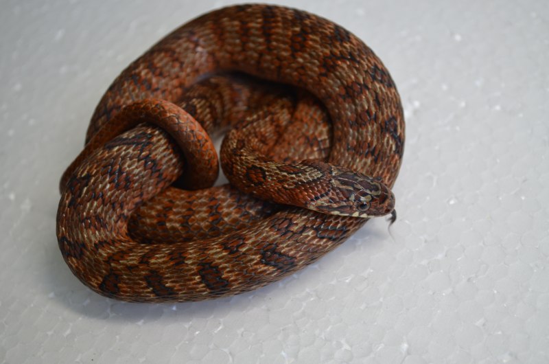 Elaphe carinata