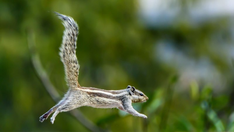 Летяга обыкновенная Pteromys volans