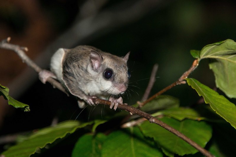 Летучая белка (Pteromys volans)