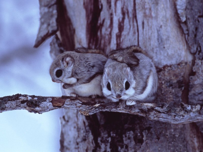 Летяга обыкновенная Pteromys volans