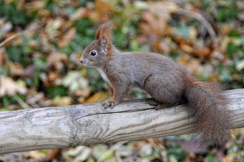Sciurus spadiceus