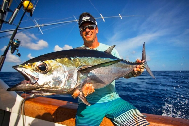 Thunnus Albacares