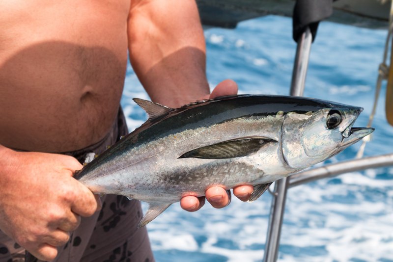 Желтопёрый тунец Thunnus Albacares