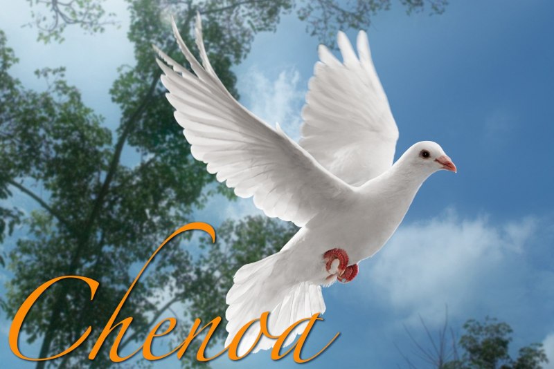 Белый голубь в полете