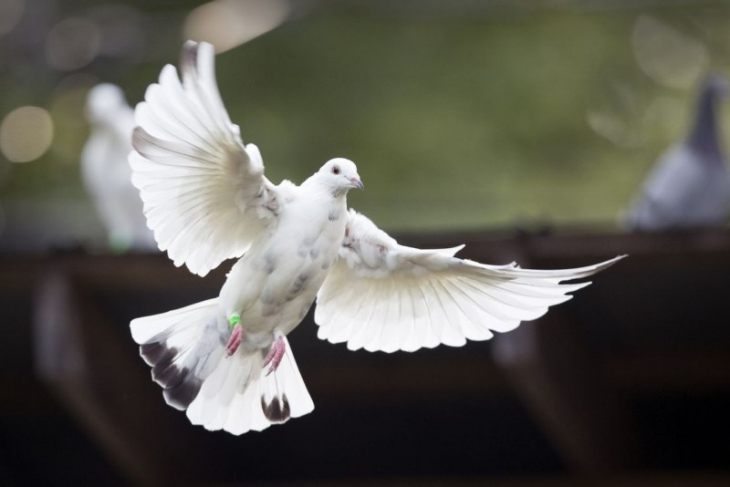 Flying Pigeon летающий голубь