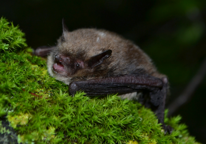 Северный кожанок Eptesicus nilssonii