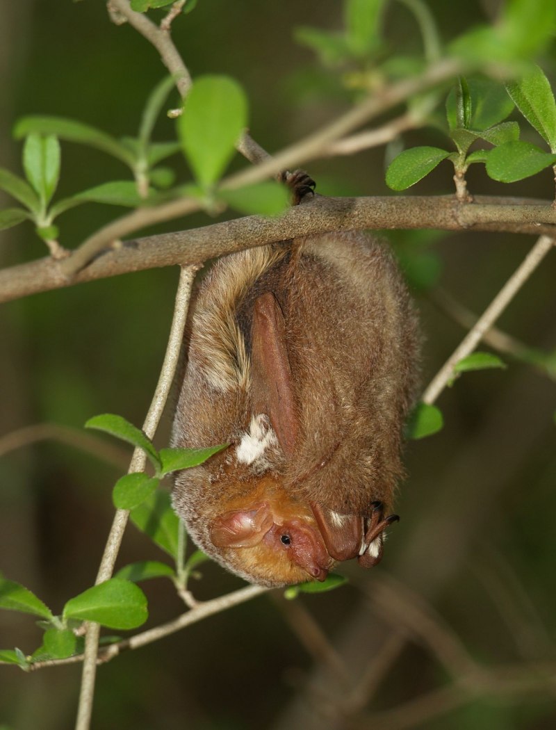 Rhinolophus ferrumequinum