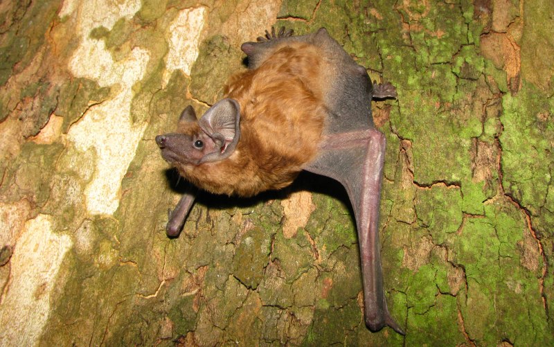 Рыжая вечерница - Nyctalus noctula (Schreber, 1774)