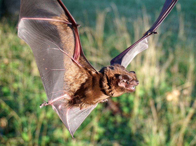 Rhinolophus ferrumequinum