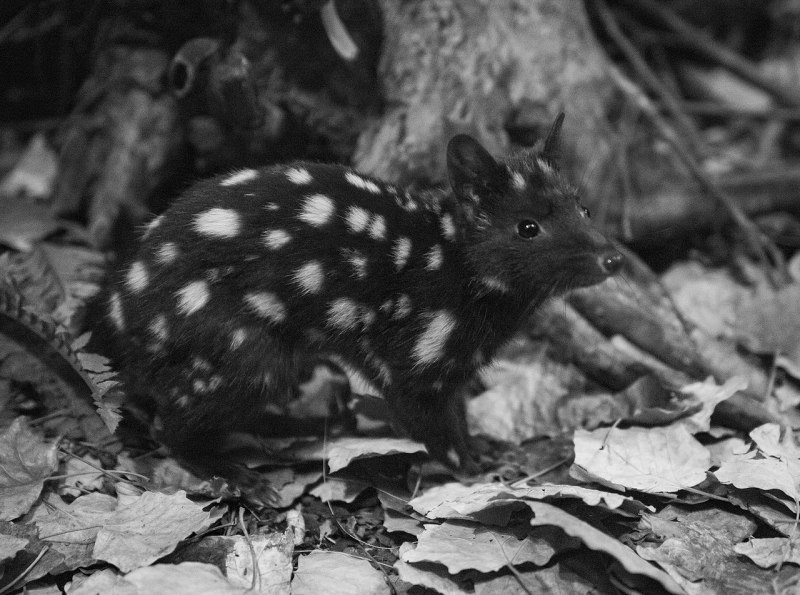 Eastern Quoll