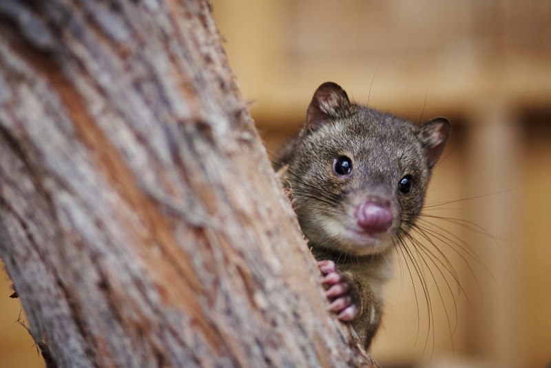 Пятнистохвостая сумчатая куница (Dasyurus maculatus)