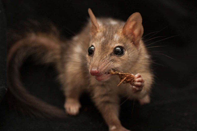 Пятнистохвостая сумчатая куница (Dasyurus maculatus)