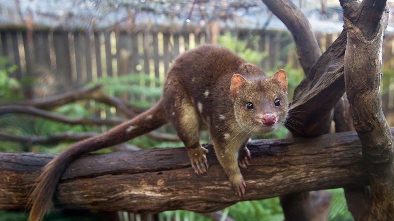 Dasyurus hallucatus