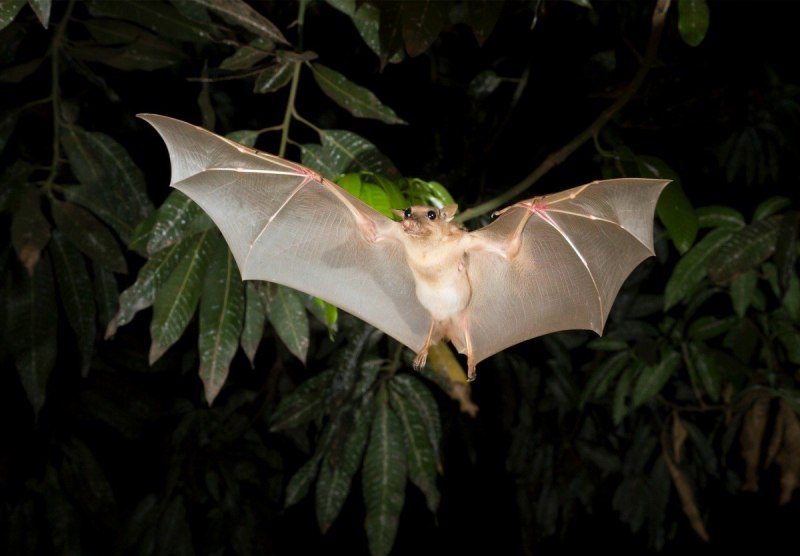 Ectophylla Alba