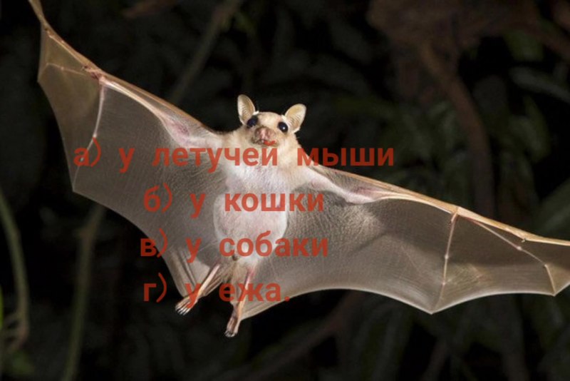 Представители летучих мышей