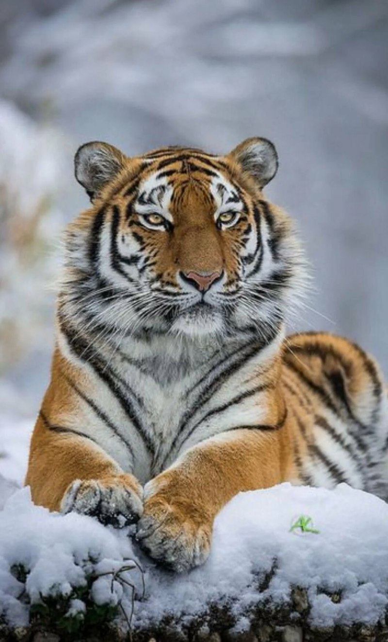Уссурийский заповедник Амурский тигр
