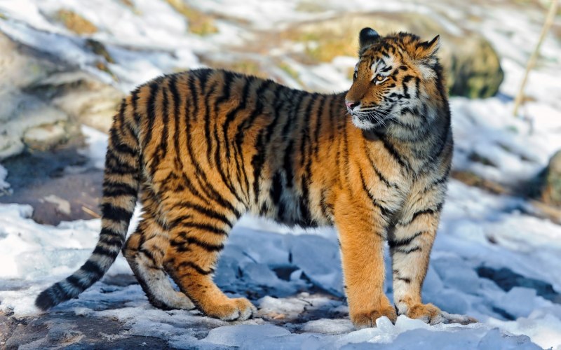 Амурский тигр