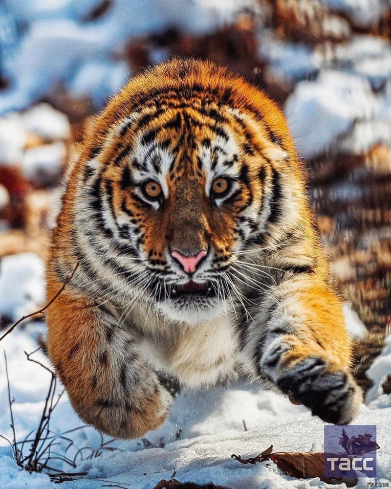 Амурский тигр