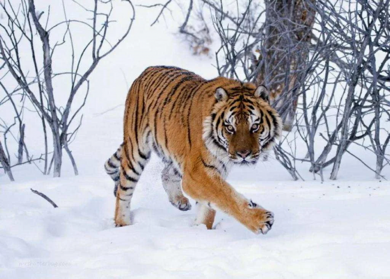 Уссурийский тигр и Амурский тигр