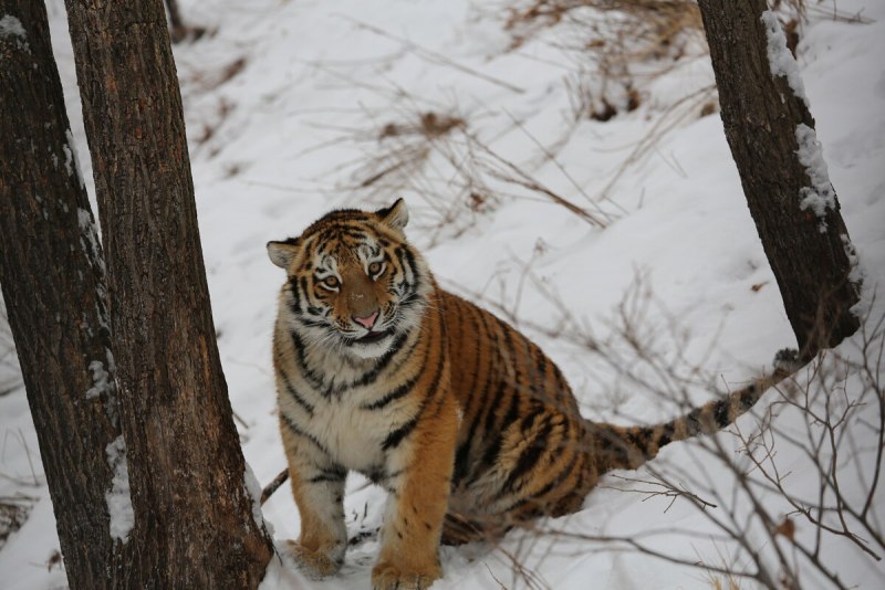 Амурский тигр Panthera Tigris altaica