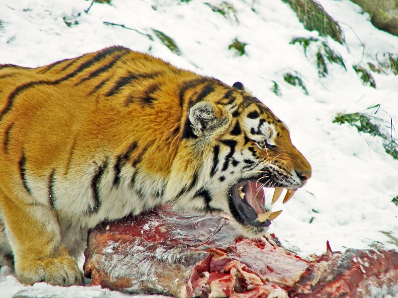 Самка Амурского тигра