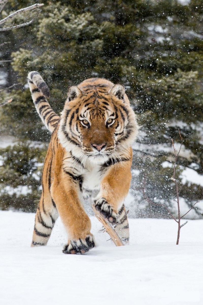 Уссурийский заповедник Амурский тигр