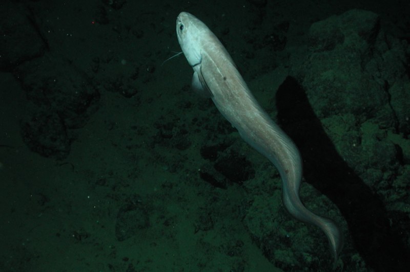Spectrunculus Grandis
