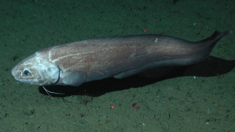 Рыба Abyssobrotula galatheae