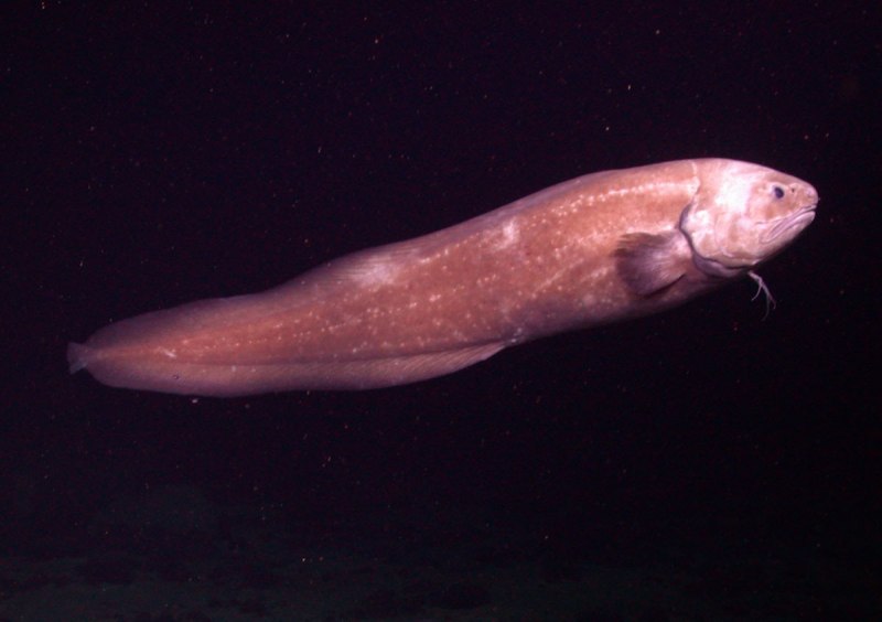 Рыба Abyssobrotula galatheae