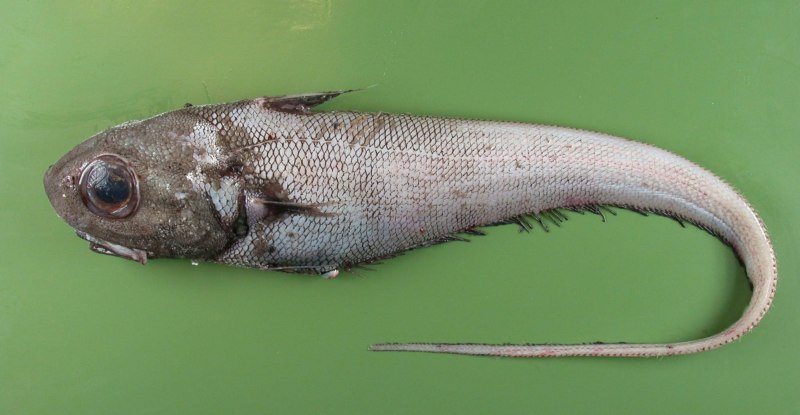 Cusk eel