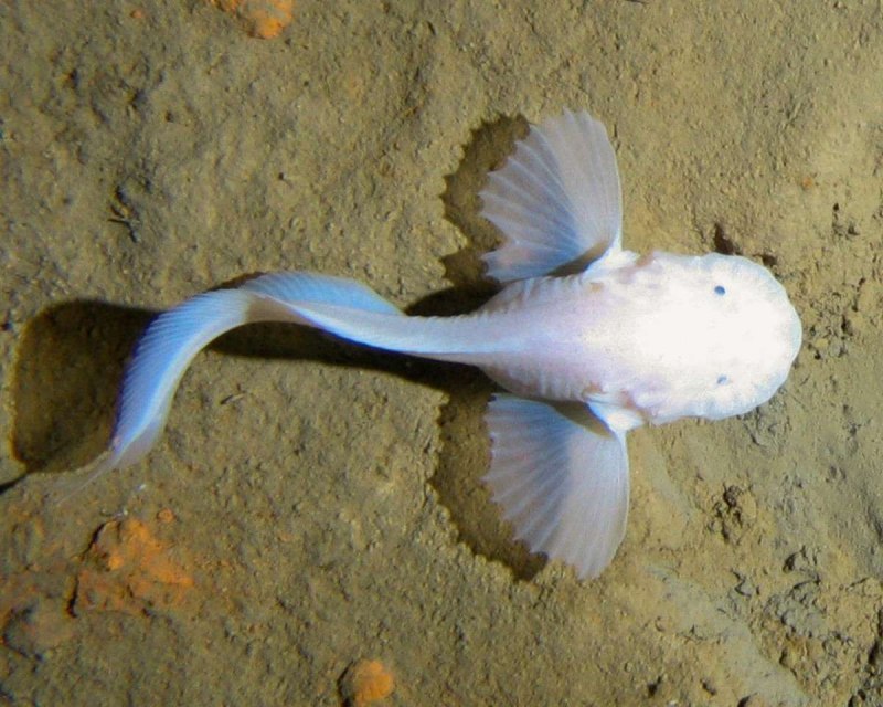 Рыба Abyssobrotula galatheae