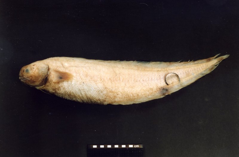 Abyssobrotula galatheae