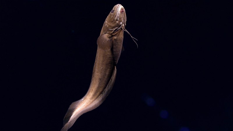 Spectrunculus Grandis