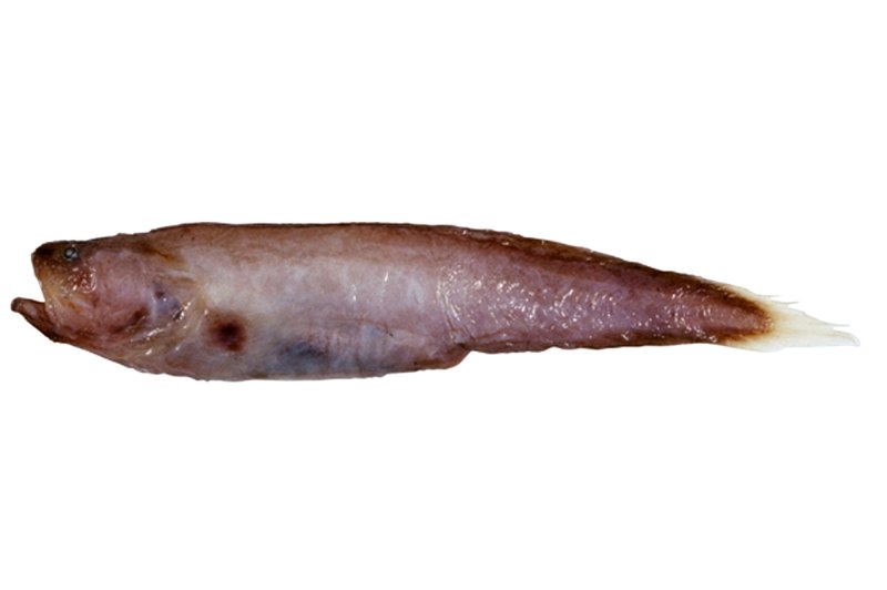 Abyssobrotula galatheae