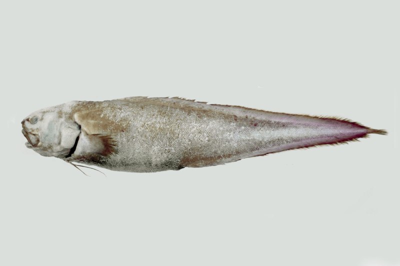 Leucicorus Atlanticus