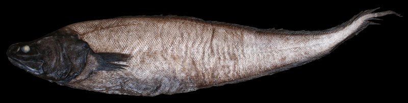 Abyssobrotula galatheae
